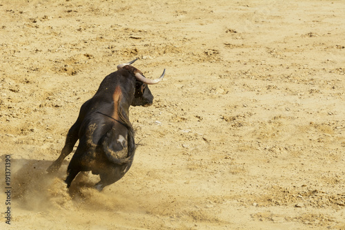 Toro de lidia en la arena de una plaza de toros. España