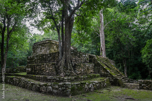 Old trees growing on ancient Maya temple complex in Muil Chunyaxche, Mexico