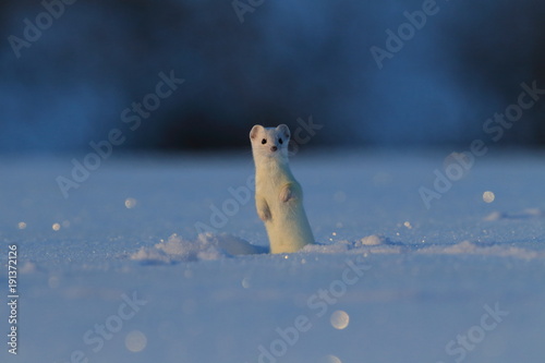 stoat (Mustela erminea),short-tailed weasel in the Winter Germany photo