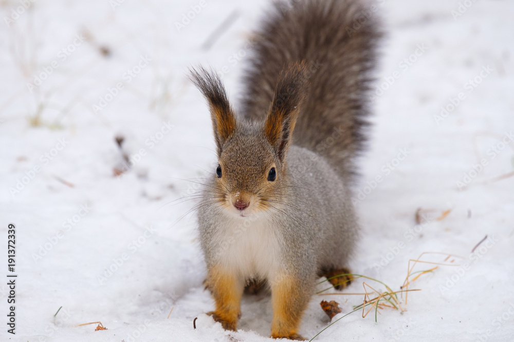 snow squirrel sits and looks right in the frame Russian nature snow squirrel sits and looks right in the frame Russian nature