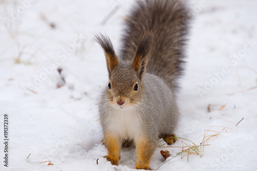 snow squirrel sits and looks right in the frame Russian nature
