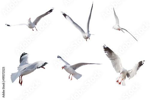 Set of seagulls flying isolated on a white background