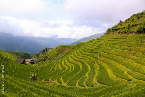 Terrace green rice fields