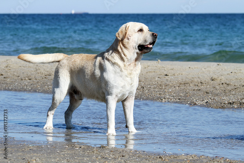 the yellow lovely cute labrador playing at the sea portrait