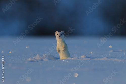 stoat (Mustela erminea),short-tailed weasel in the Winter Germany photo