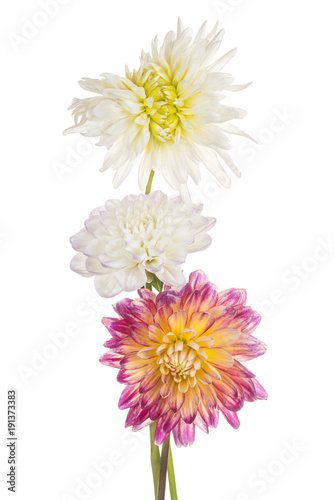 Fototapeta Naklejka Na Ścianę i Meble -  dahlia flower isolated