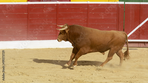 Toro de lidia en una plaza de toros. España