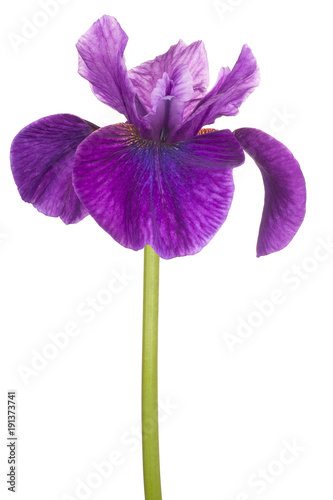 Fototapeta Naklejka Na Ścianę i Meble -  iris flower isolated
