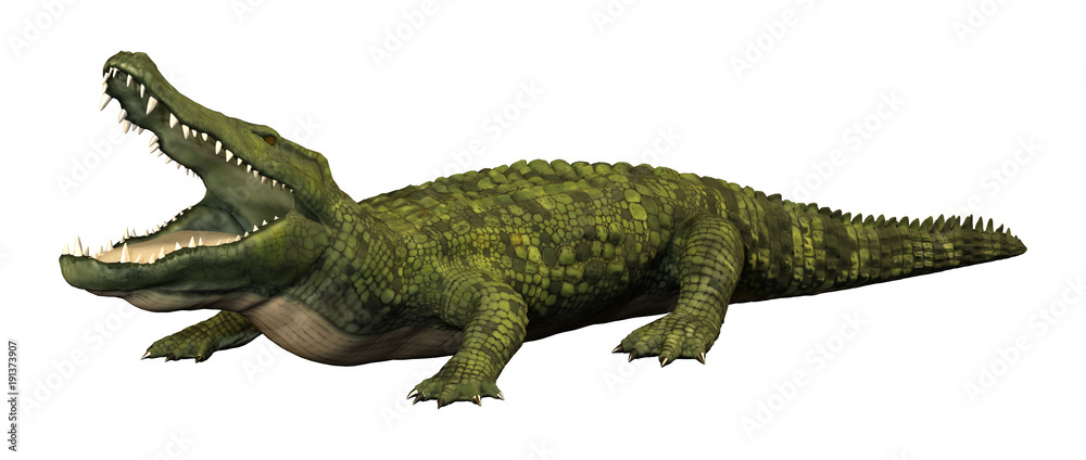 3D Rendering Green Crocodile on White 3D Rendering Green Crocodile on White