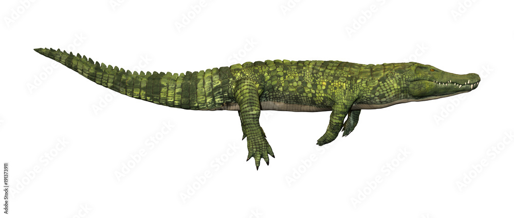 Fototapeta premium 3D Rendering Green Crocodile on White
