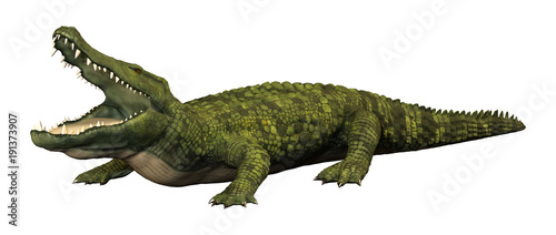 3D Rendering Green Crocodile on White © photosvac