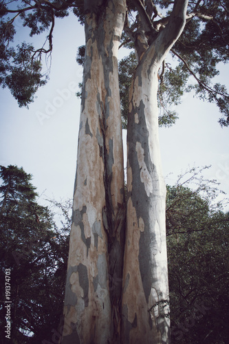 Eucalyptus tree shedding bark