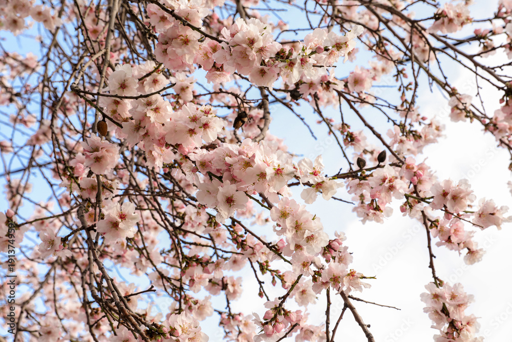Branches of a blooming almond tree on the light blue sky background. Branches of a blooming almond tree on the light blue sky background.