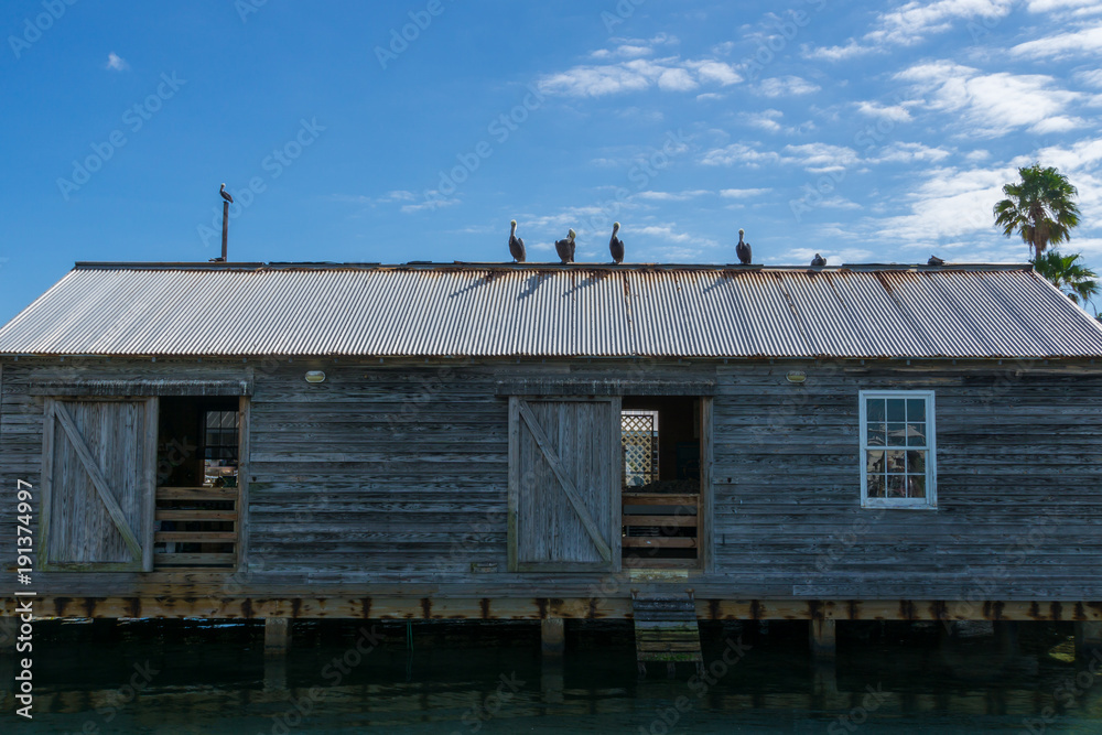 USA, Florida, Brown pelicans sitting on roof of a building at the harbor of key west USA, Florida, Brown pelicans sitting on roof of a building at the harbor of key west