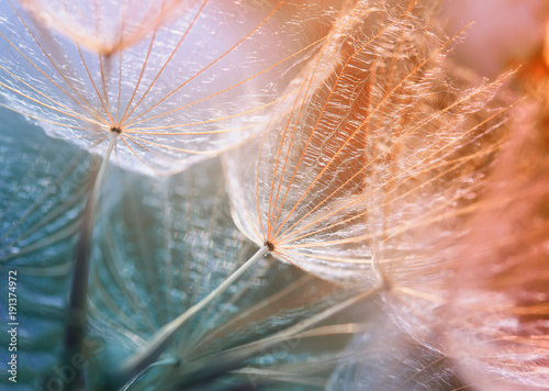 the gentle aerial dandelion flower seeds grow on a bright meadow and stretch ...
