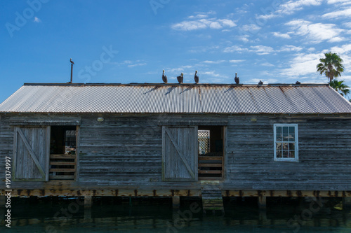 Wallpaper Mural USA, Florida, Brown pelicans sitting on roof of a building at the harbor of key west Torontodigital.ca