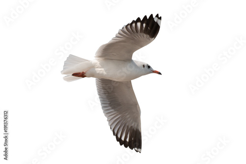 Seagull flying isolated on white background - clipping paths