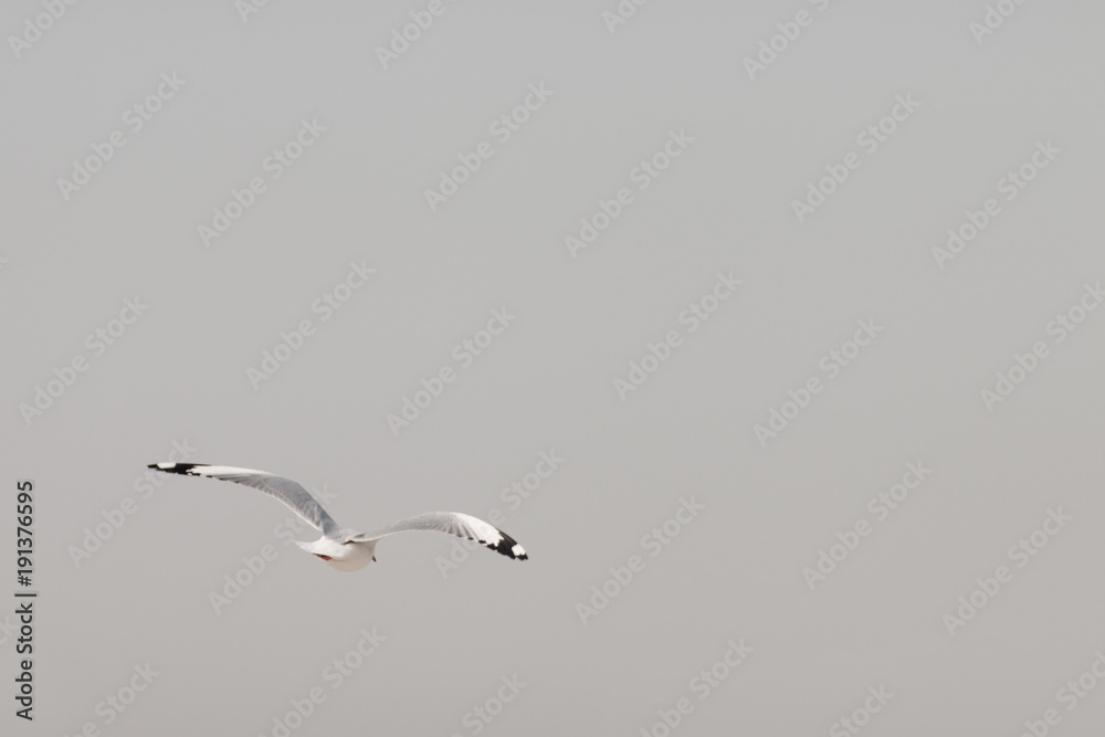 Fototapeta premium seagull flying among on the sky in evening time.