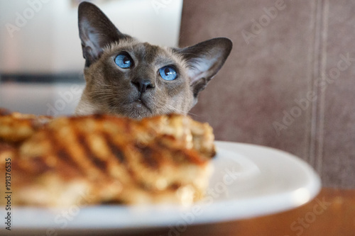 Blue-eyed Cat tries to steal food from the table, fryid meat on the plate