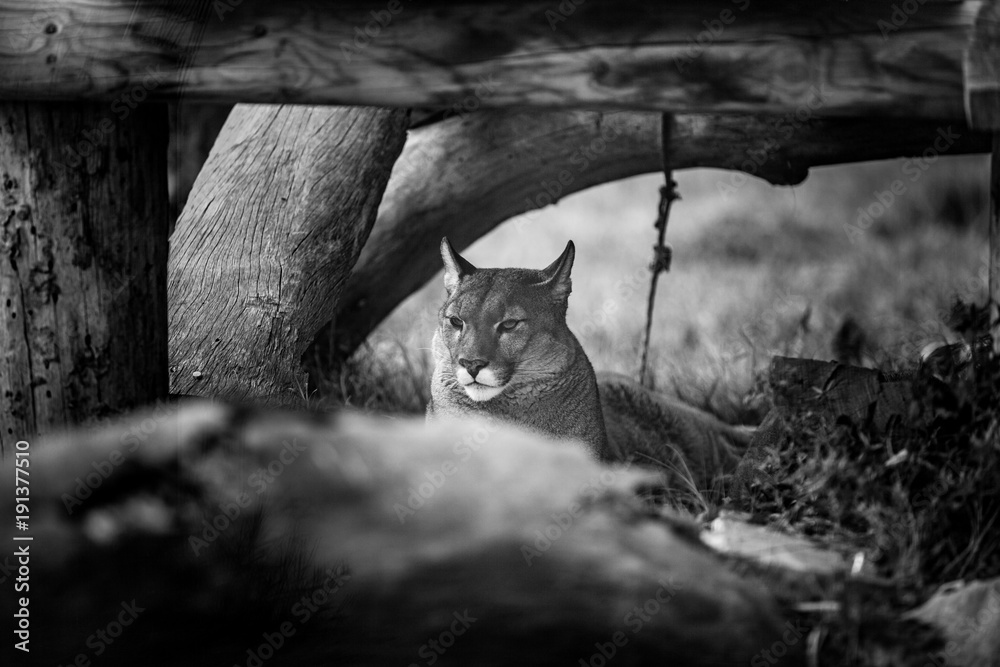 Naklejka premium Młoda Puma odpoczywa pod drzewem, zamknij się w czerni i bieli