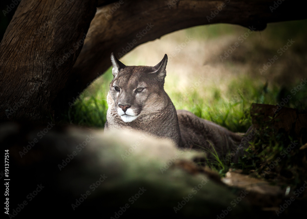 Obraz premium Młoda Puma odpoczywa pod drzewem, z bliska