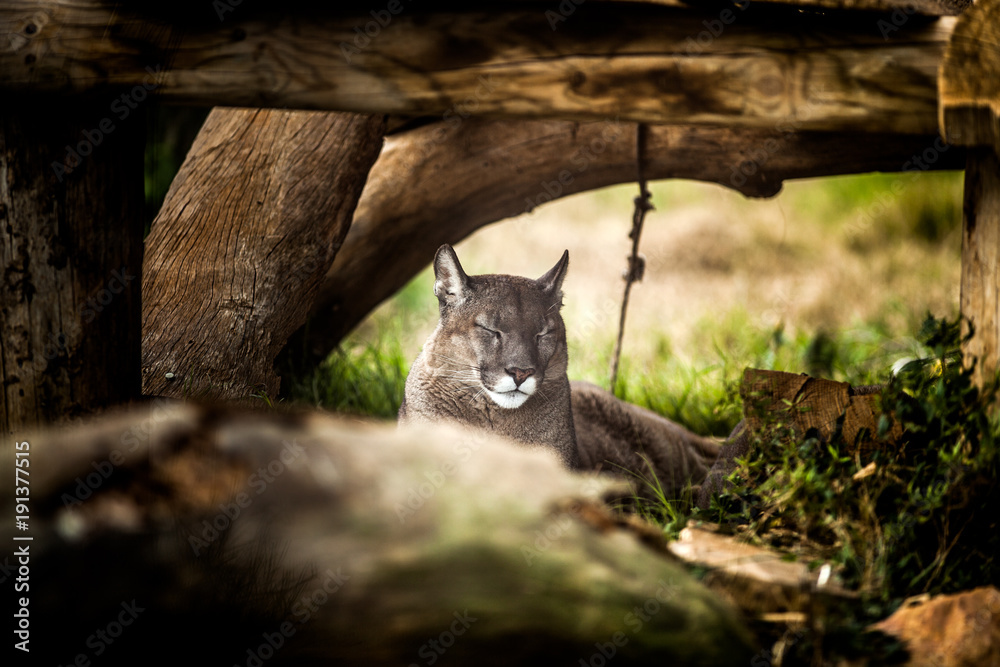 Fototapeta premium Młoda Puma odpoczywa pod drzewem, z bliska