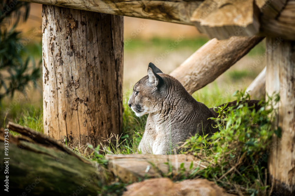 Fototapeta premium Młoda Puma odpoczywa pod drzewem, z bliska