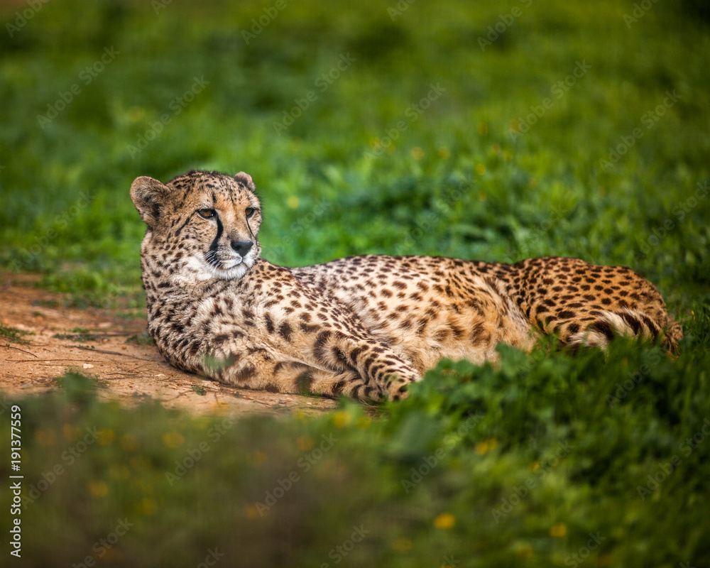 Fototapeta premium Beautiful Wild Cheetah resting on green fields, Close up