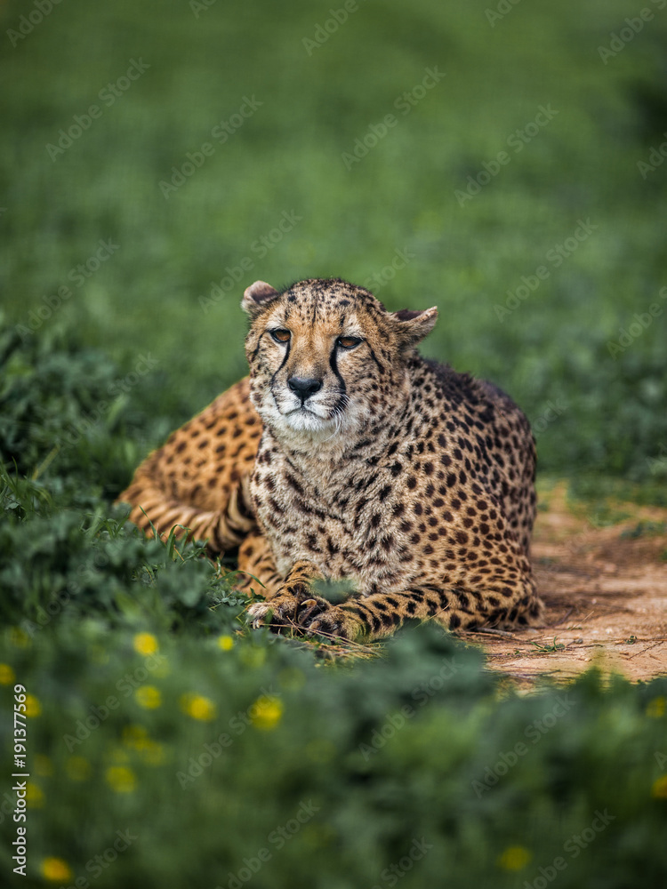 Fototapeta premium Beautiful Wild Cheetah resting on green fields, Close up