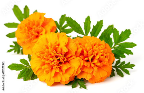 fresh marigold flowers isolated on white background photo