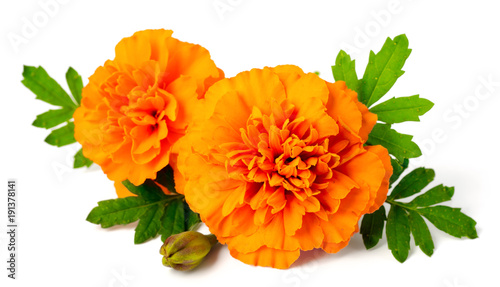 Fototapeta Naklejka Na Ścianę i Meble -  fresh marigold flowers isolated on white background