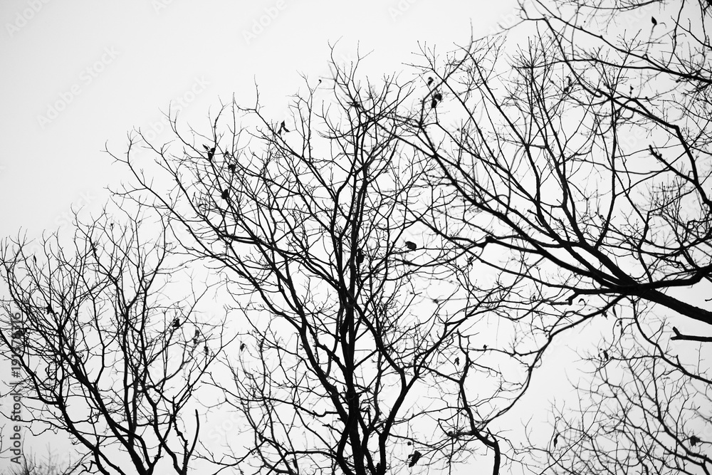 Tree branch Twig Tree branch Twig