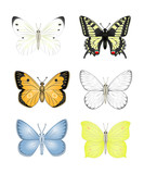 Set colorful isolated butterflies. Insects  Vector illustration