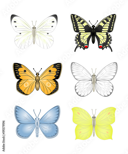 Set colorful isolated butterflies. Insects Vector illustration