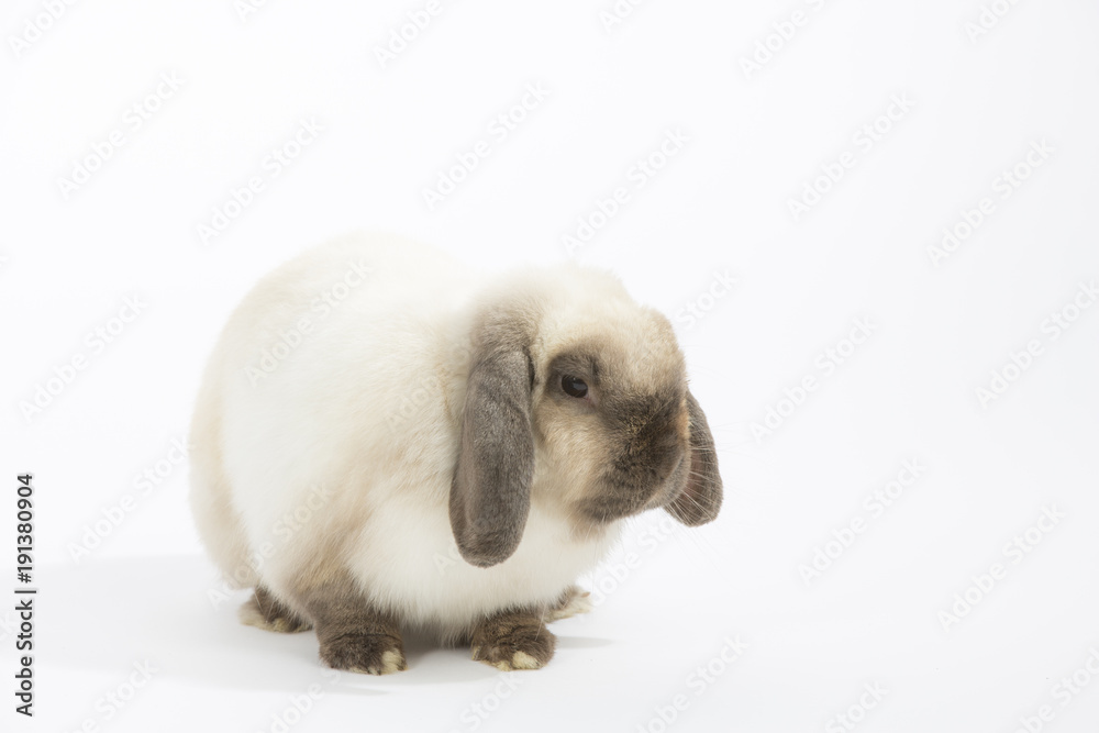 Osterhase Osterhase