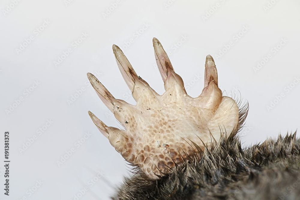 Fototapeta premium Paws of master digger, common mole, Talpa europaea