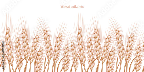 Vector silhouette of wheat. Wheat in the field on a white background