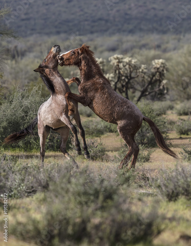 Wild Horses Lower Salt River © Carol
