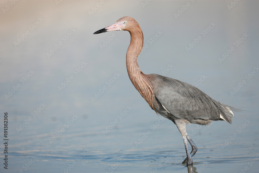 Reddish Egret Reddish Egret