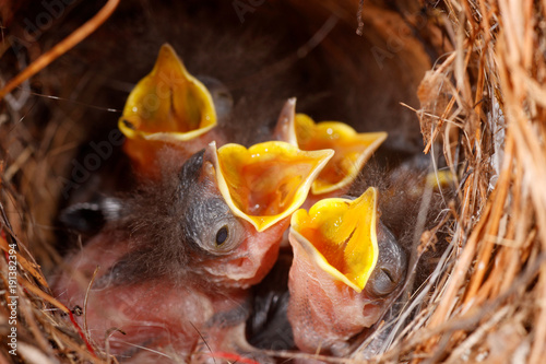 Fotografia, Obraz Wrens in a Nest