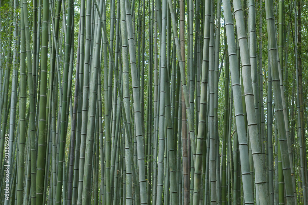 Fototapeta premium Las bambusowy w Kioto w Japonii