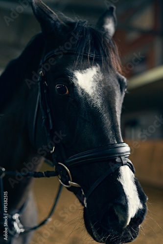 Dark bay horse portrait on dark background