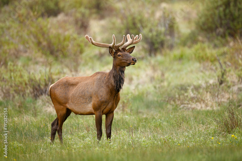 Bull Elk