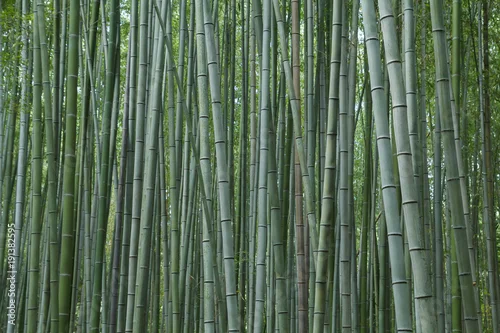Obraz Bambusowy las przy Kyoto, Japonia