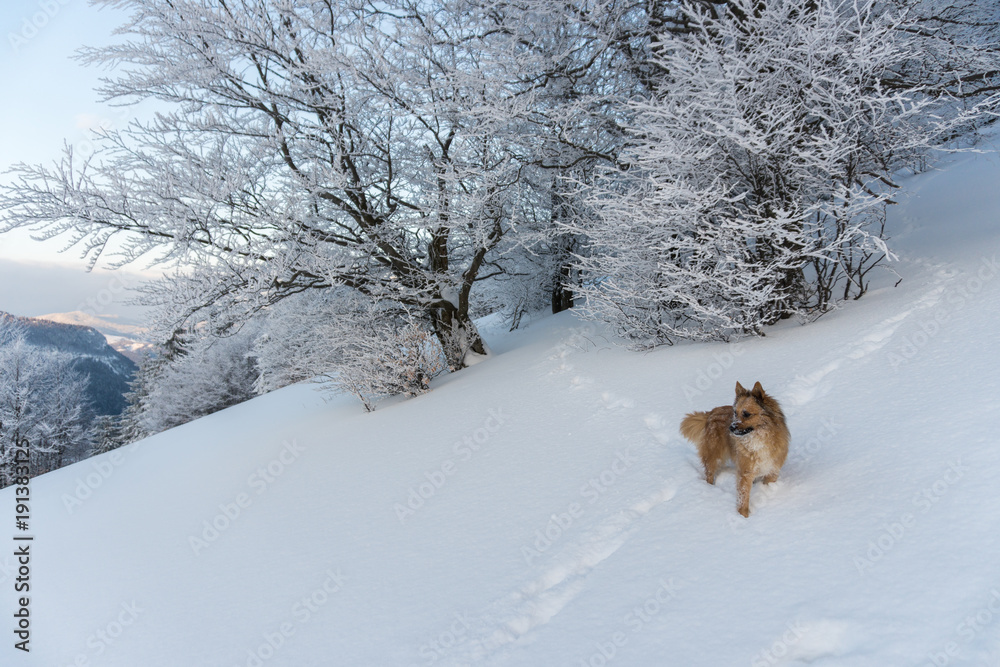 Fozen trees and dog in snowy winter