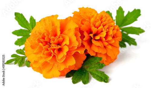 fresh marigold flowers isolated on white background photo