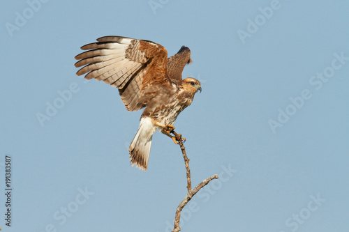 Snail Kite photo