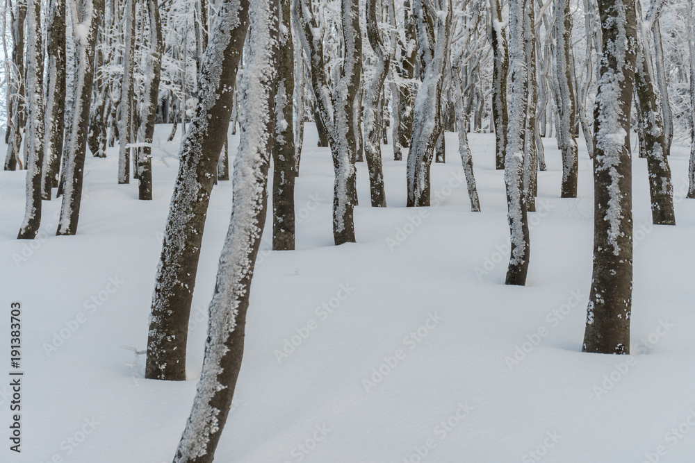 Fozen trees in snowy winter