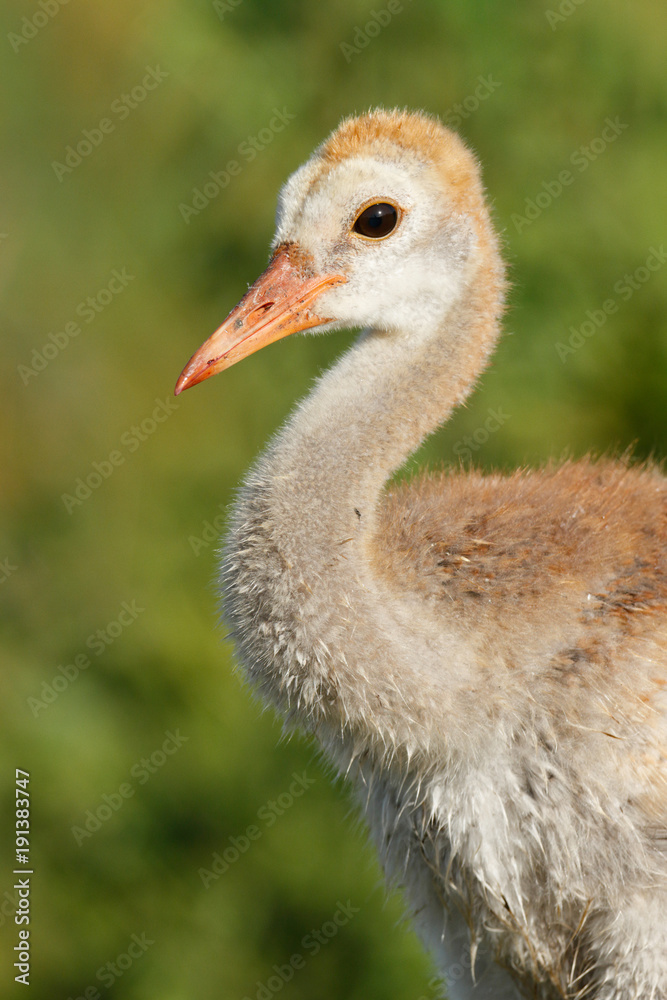 Fototapeta premium Sandhill Crane Chick