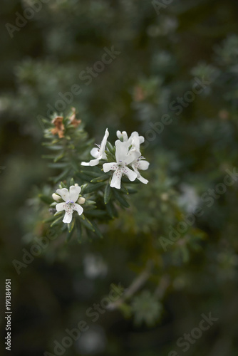 Westringia fruticosa photo